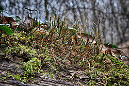 Bernhard Saalfeld - Tretschbachtal (6v9)